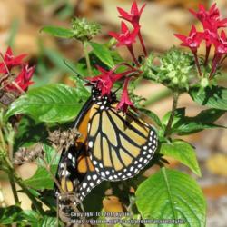 Location: Sebastian, Florida
Date: 2017-03-06
#Pollination -  Monarch Butterfly visiting bloom