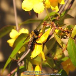 Location: Daytona Beach, Florida
Date: 2014-03-03
#Pollination - Bee visiting blooms