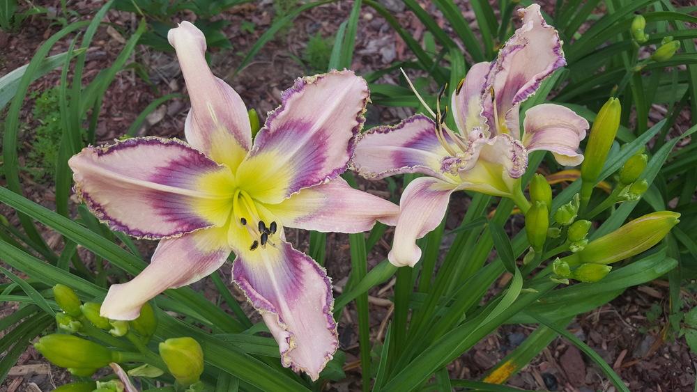 Photo of Daylily (Hemerocallis 'Entwined in the Vine') uploaded by scmom