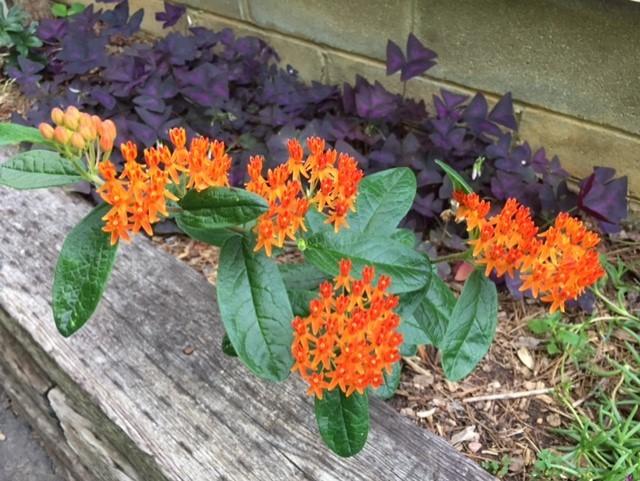 Photo of Butterfly Milkweed (Asclepias tuberosa) uploaded by vic