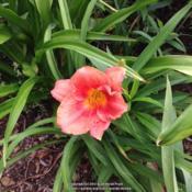 Location: Orangeburg, SCDate: 2017-05-24NOID Daylily bloom