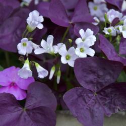 
Date: 2017-06-20
a/k/a Purple Shamrock and Love Plant