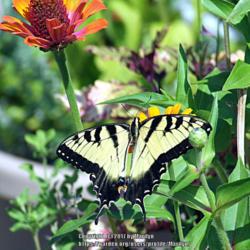Location: My garden in Kentucky
Date: 2007-08-12
With a Tiger Swallowtail Butterfly #Pollination