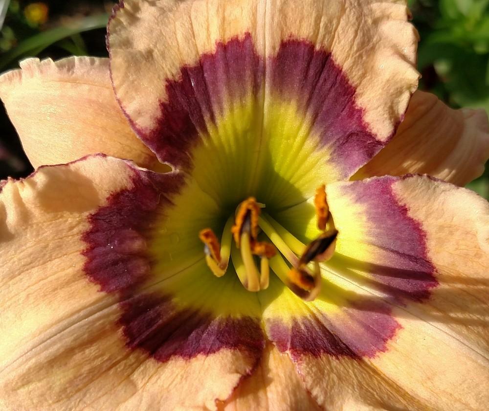 Photo of Daylily (Hemerocallis 'Reflections in Time') uploaded by Sarafoot
