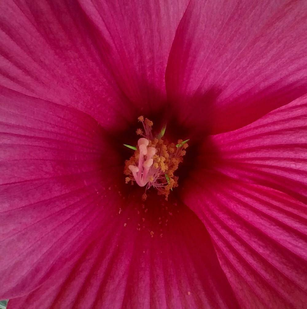 Photo of Hibiscus uploaded by Sarafoot