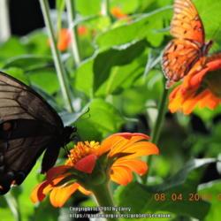Location: Enterprise, Al. 36330
Date: 2016-08-04
#Pollination   Mexican Sunflower with butterflies