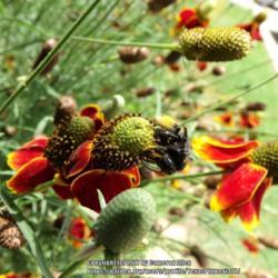 Location: Plano, TX
Date: 2017-06-21
#Pollination