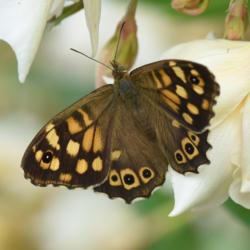 Location: Menton, France
Date: 2017-06-18
#Pollination  with Speckled Wood Butterfly