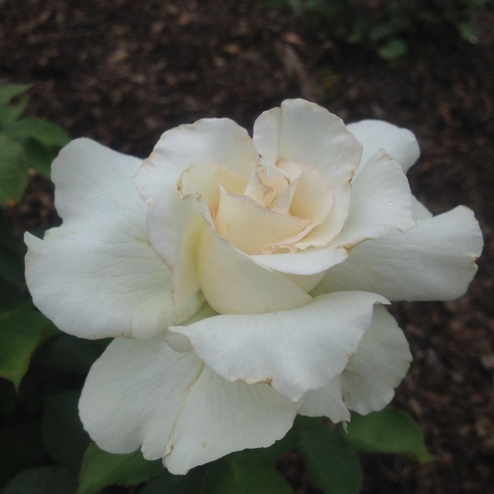 Photo of Rose (Rosa 'Shirley's Bouquet') uploaded by csandt