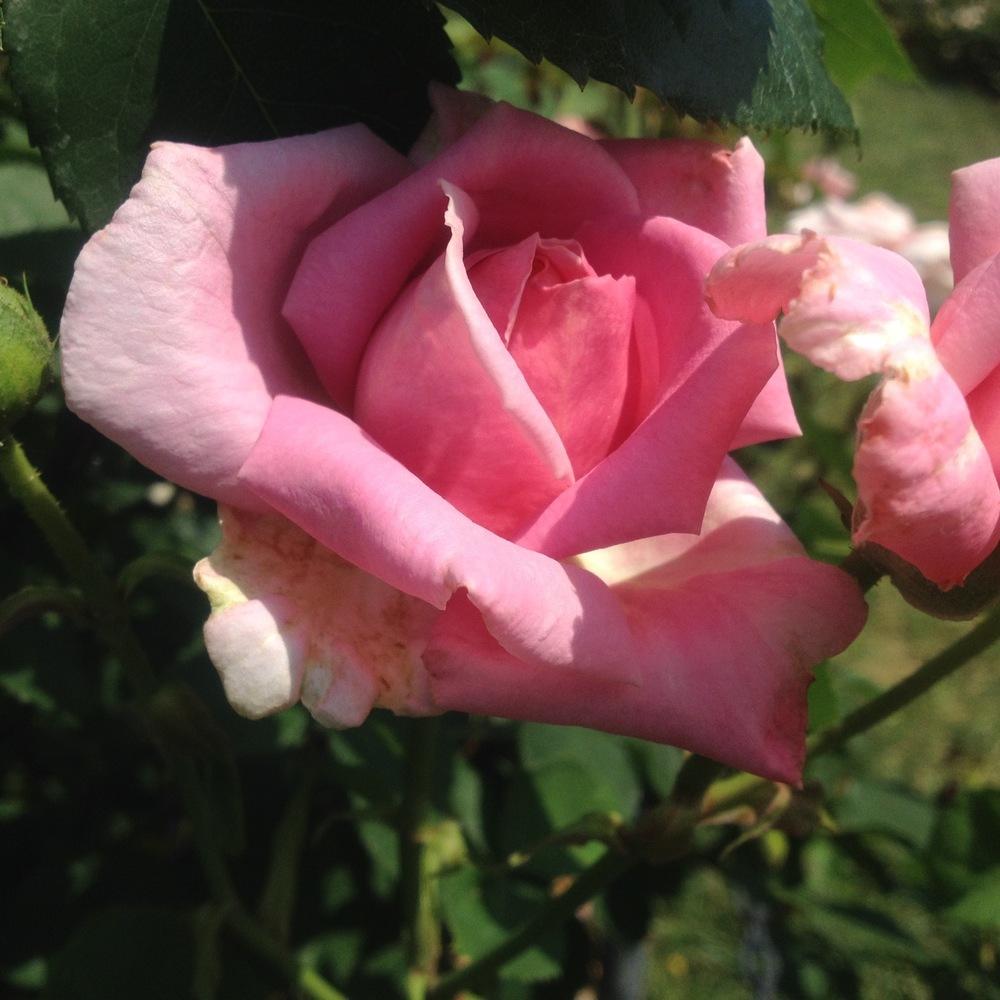 Photo of Rose (Rosa 'Frederic Mistral') uploaded by csandt