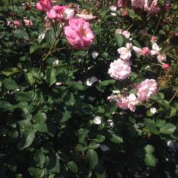 Location: Brooklyn Botanical Garden (Cranford Rose Garden), New York, New York