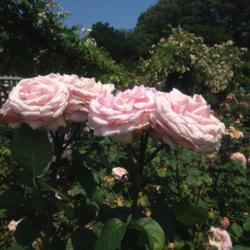 Location: Brooklyn Botanical Garden (Cranford Rose Garden), New York, New York
Date: 2017-06-18