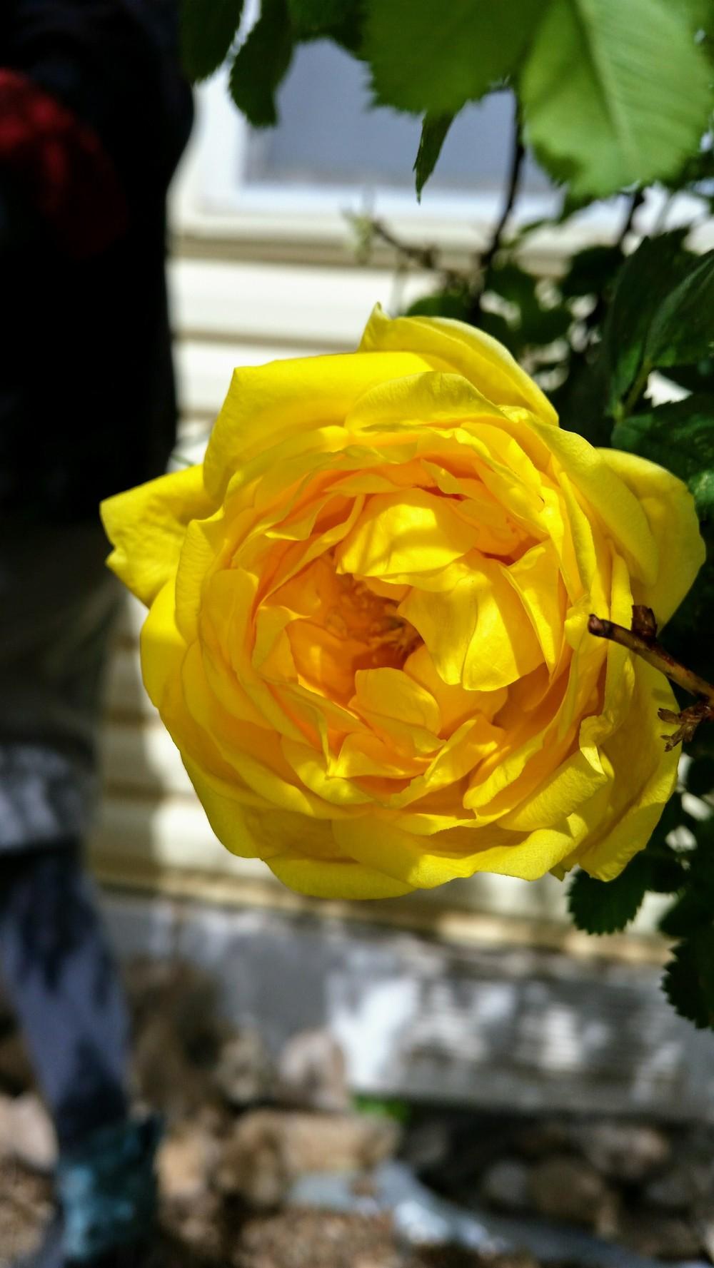 Photo of Rose (Rosa 'Golden Glow') uploaded by gwbuck