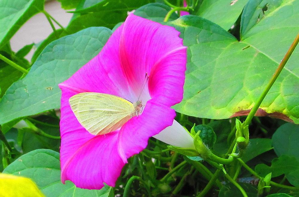Photo of Morning Glories (Ipomoea) uploaded by jmorth