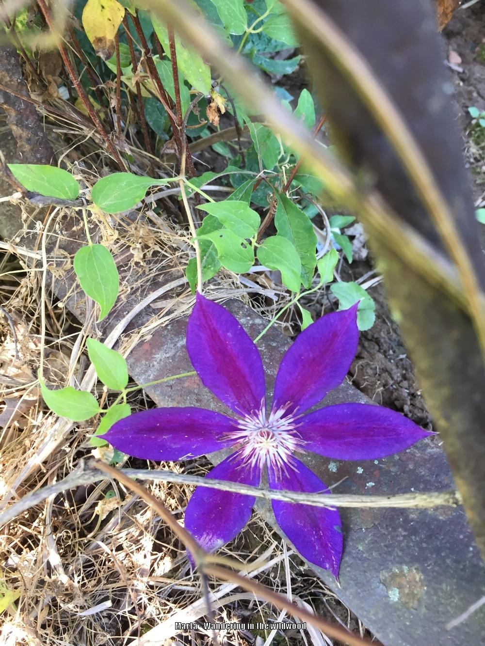 Photo of Clematis 'Wildfire' uploaded by kytnbabe