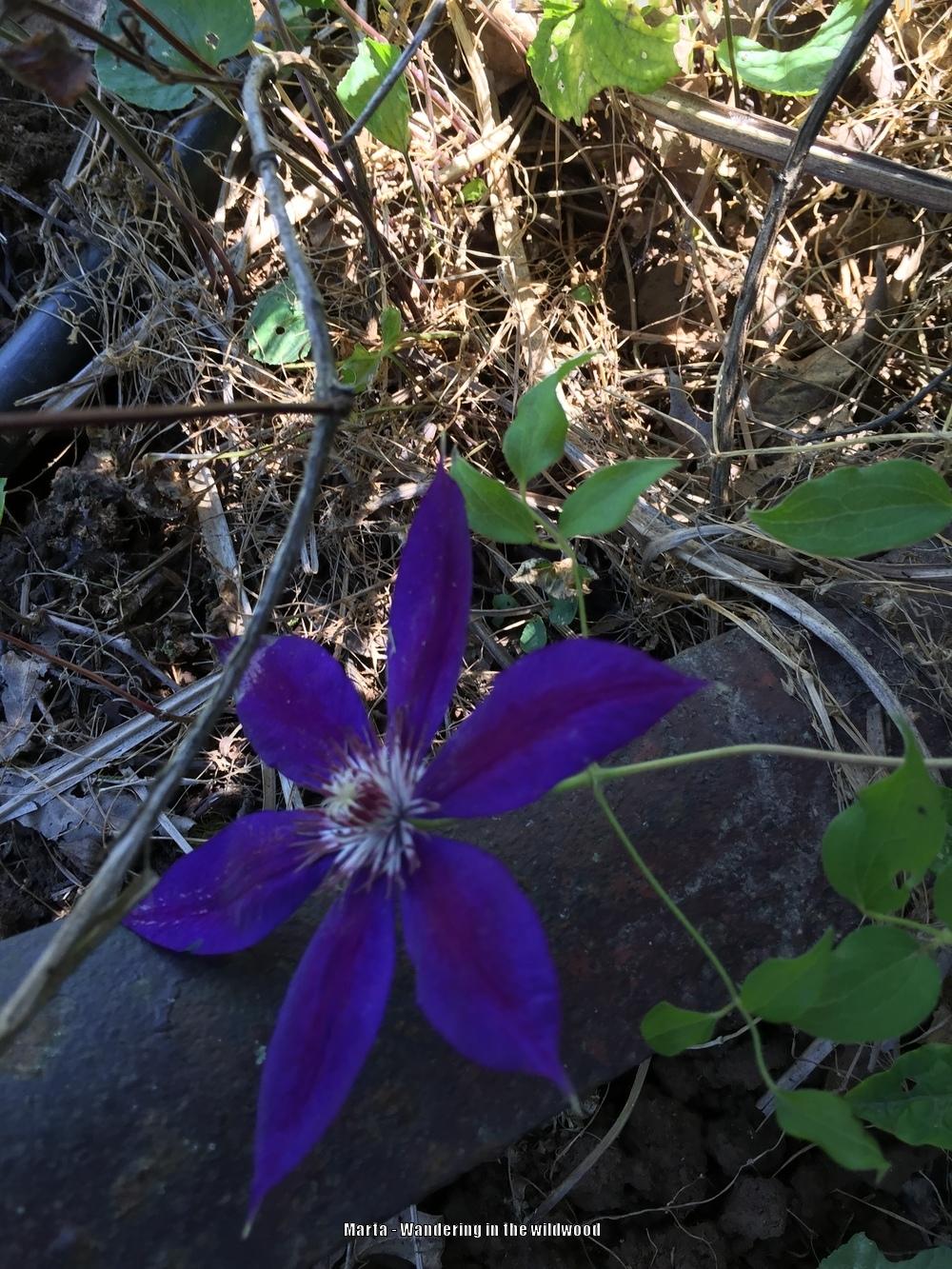 Photo of Clematis 'Wildfire' uploaded by kytnbabe