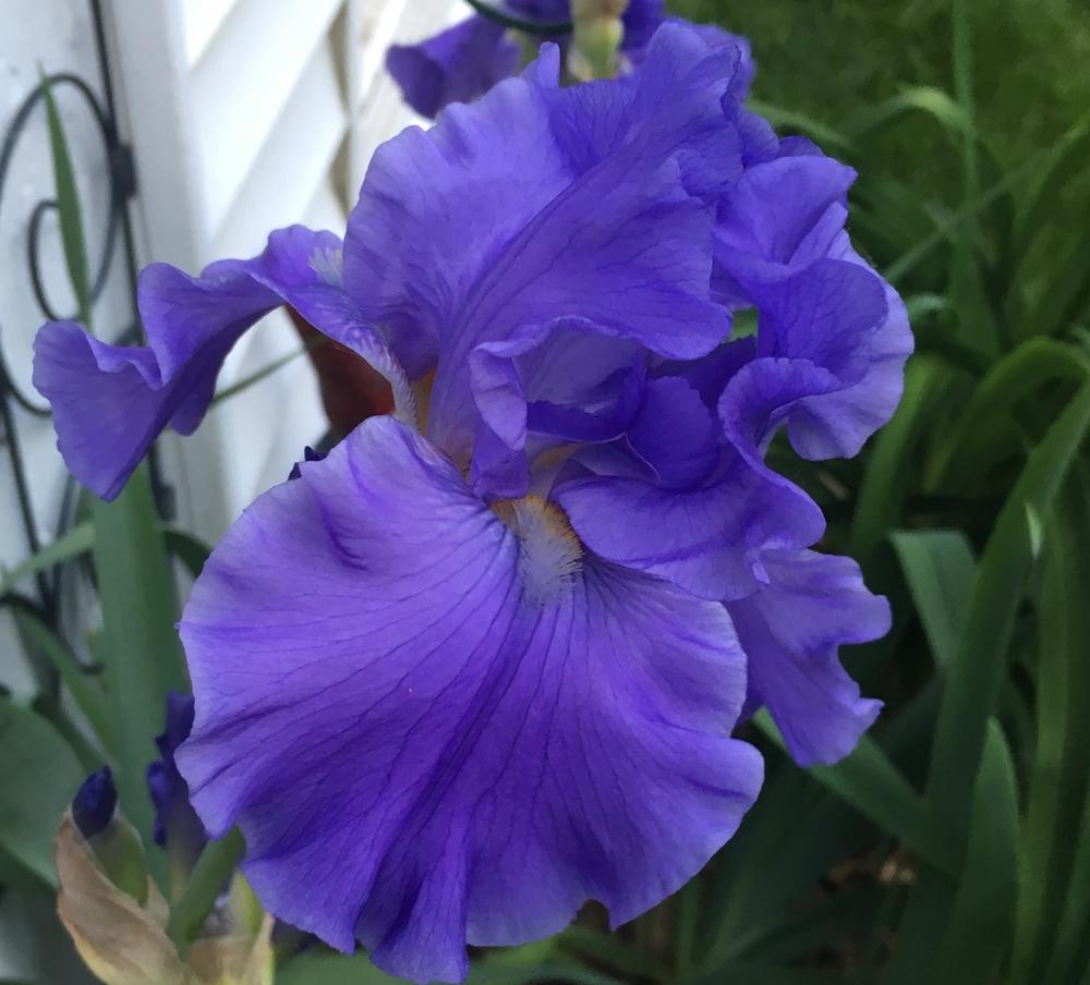 Photo of Tall Bearded Iris (Iris 'Breakers') uploaded by ljb5966