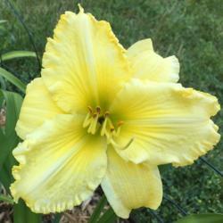 Location: my zone 5 garden
Date: 2017-06-20
After all day in the rain and sun - this is huge flower and very 