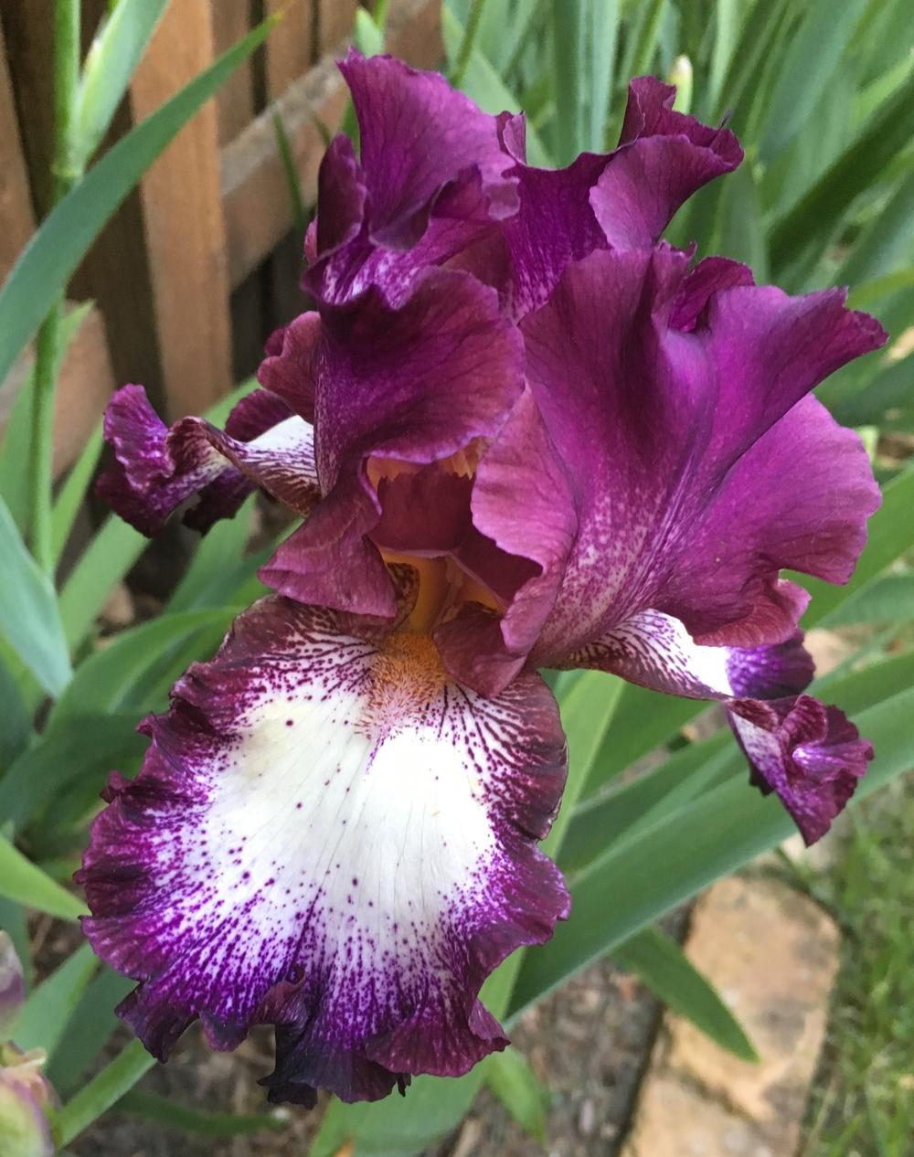 Photo of Tall Bearded Iris (Iris 'Tennison Ridge') uploaded by ljb5966