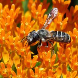 Location: IL
Date: 2016-06-29
#Pollination Pugnacious Leafcutter Bee (Megachile pugnata)