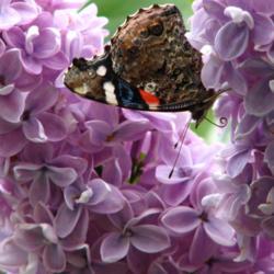 Location: IL
Date: 2012-04-17
#Pollination Red Admiral Butterfly