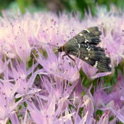 Location: IL
Date: 2016-09-12
#Pollination Spotted Beet Webworm Moth - Hodges#5169 (Hymenia per