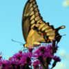 #Pollination Giant Swallowtail (Heraclides cresphontes) Butterfly