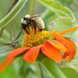 Location: IL
Date: 2015-09-04
#Pollination Golden Northern Bumble Bee (Bombus fervidus) on Mexi