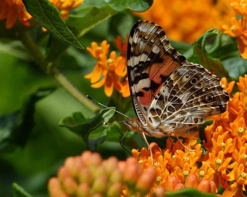 Photo of Butterfly Milkweed (Asclepias tuberosa) uploaded by molanic