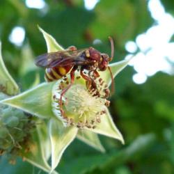 Location: IL
Date: 2016-06-10
#Pollination Nomada obliterata, a member of Nomad Bees (Genus Nom