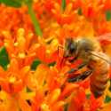 Bloomberg Reports Bees Are Bouncing Back from Colony Collapse Disorder