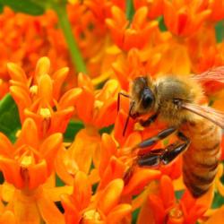 Location: IL
Date: 2012-06-23
#Pollination Honey Bee (Apis mellifera)