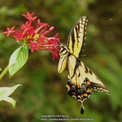 Location: Daytona Beach, Florida
Date: 2013-09-03
#Pollination - Eastern Tiger Swallowtail