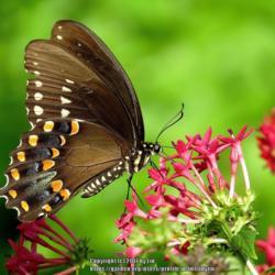 Location: Daytona Beach, Florida
Date: 2014-06-24
#Pollination - Spicebush Swallowtail