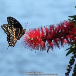 Location: Daytona Beach, Florida
Date: 2013-03-16
#Pollination - Swallowtail Butterfly visiting a bloom