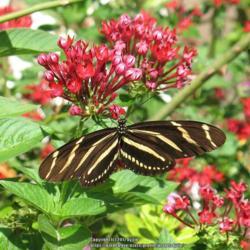 Location: Datona Beach, Florida
Date: 2009-09-09
#Pollination - Zebra Longwing Butterfly