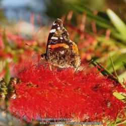 Location: Daytona Beach, Florida
Date: 2014-03-02
#Pollination - Red Admiral Butterfly visiting a bloom