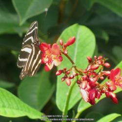 Location: Port Orange, Florida
Date: 2012-10-22
#Pollination - Zebra Longwing Butterfly
