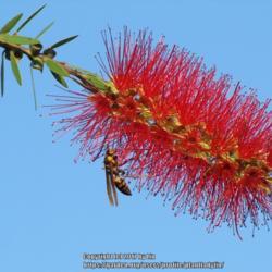Location: Daytona Beach, Florida
Date: 2012-02-29
#Pollination