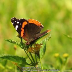 Location: Daytona Beach, Florida
Date: 2013-08-06
#Pollination - Red Admiral Butterfly