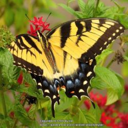 Location: Daytona Beach, Florida
Date: 2013-09-03
#Pollination - Eastern Tiger Swallowtail visiting flowers