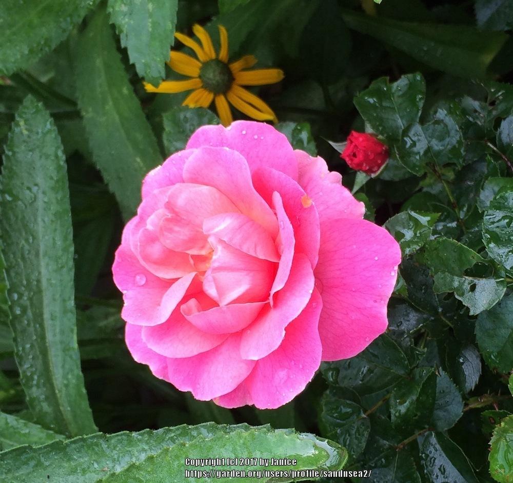 Photo of Rose (Rosa 'Mathilda') uploaded by sandnsea2