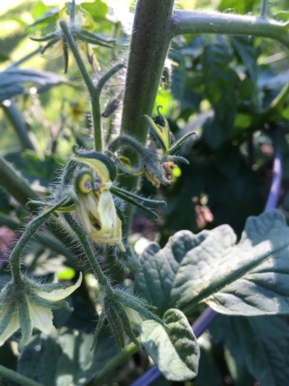 Photo of Tomato (Solanum lycopersicum 'Black Beauty') uploaded by Anderwood