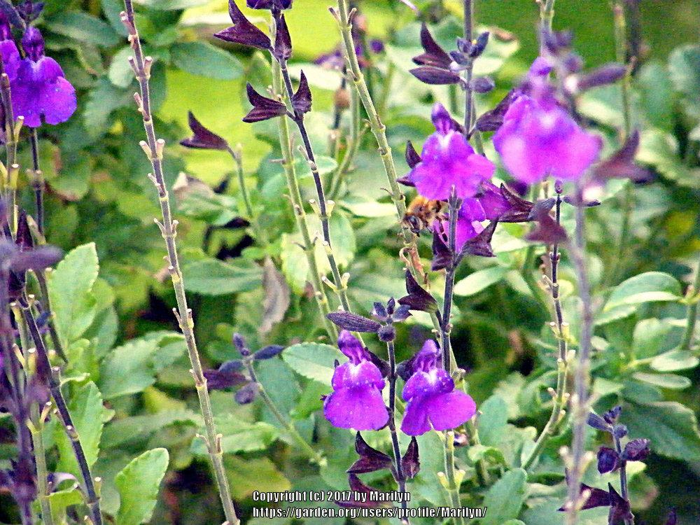 Photo of Autumn sage (Salvia greggii Mesa™ Purple) uploaded by Marilyn