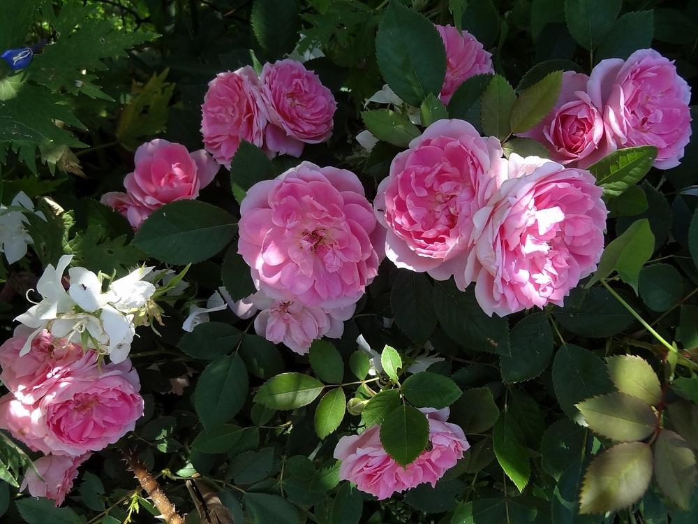 Photo of Rose (Rosa 'Prairie Joy') uploaded by Orsola