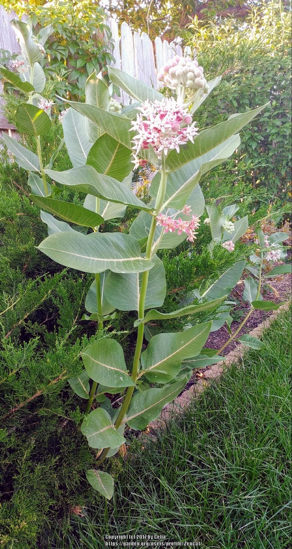 Photo of Common Milkweed (Asclepias syriaca) uploaded by Zencat