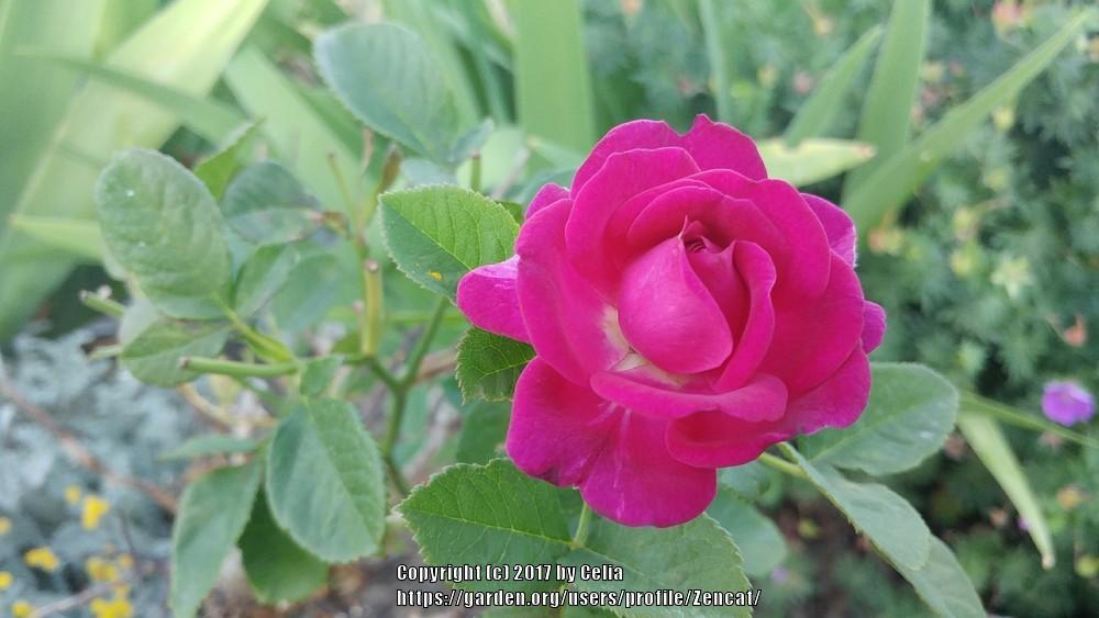 Photo of Rose (Rosa 'Twilight Zone') uploaded by Zencat