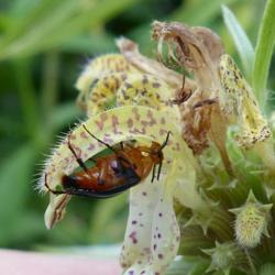 Location: IL
Date: 2015-08-16
#Pollination A  Wedge-shaped Beetle (Macrosiagon limbata)  Female
