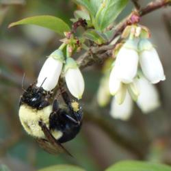 Location: IL
Date: 2017-04-28
#Pollination Common Eastern Bumble Bee (Bombus impatiens)