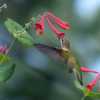 #Pollination Ruby-throated Hummingbird (Archilochus colubris), Co